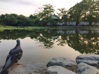 鶴岡八幡宮の鳩